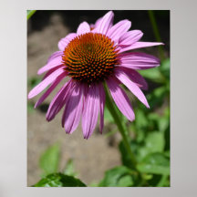 Poster do Echinacea do entusiasmo