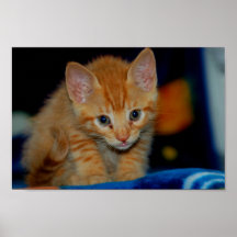 Poster do gatinho