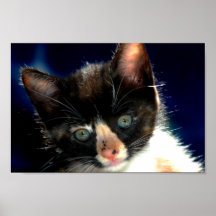 Poster do gatinho da chita