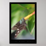 POSTER DO JARDIM DA BORBOLETA