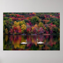 Poster do lago swan