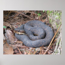 Poster do mocassim de Cottonmouth
