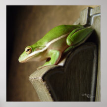 Poster do sapo de árvore de Florida