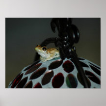 Poster do sapo de árvore do bebê