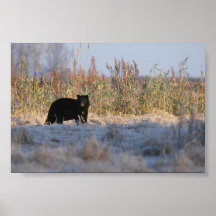 Poster do urso preto