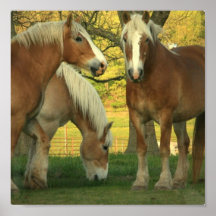 Poster dos cavalos de esboço do Palomino