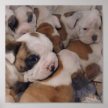 Poster dos filhotes de cachorro do buldogue