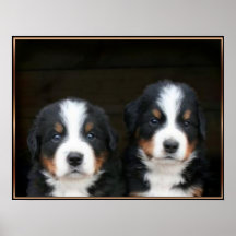 Poster dos filhotes de cachorro do cão de montanha
