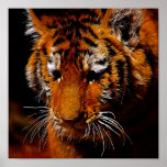 Poster dos olhos dos tigres
