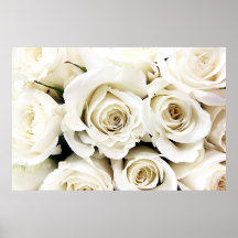 Poster dos rosas brancos