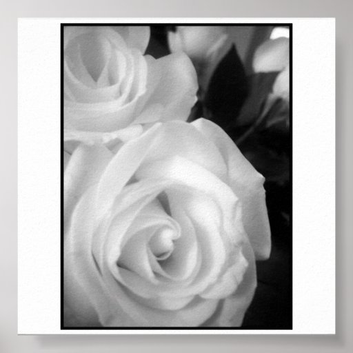 Poster dos rosas brancos