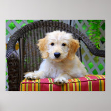 Poster dourado do filhote de cachorro do Doodle