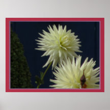 Poster - flor branca da mãe