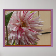 Poster - flor cor-de-rosa da mãe