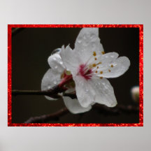 Poster - flor de cerejeira