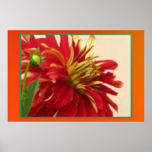 Poster - flor vermelha da mãe