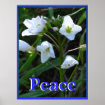 Poster - flores selvagens brancas