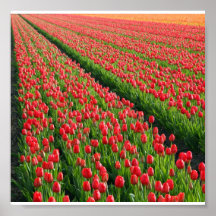 Poster-Flowers-12