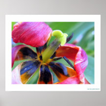 Poster gasto da tulipa
