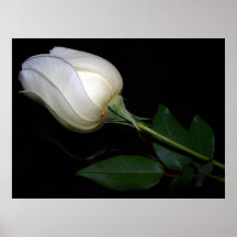 Poster híbrido branco do rosa de chá