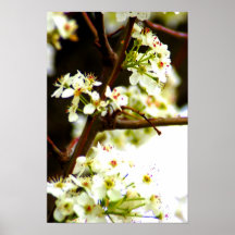 Poster II das árvores do primavera