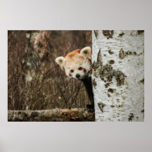 Poster/impressão da panda vermelha
