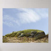 Poster muito grande do jacaré