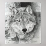 Poster observador do lobo dos olhos