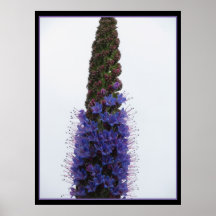 Poster - orgulho da flor de Madeira