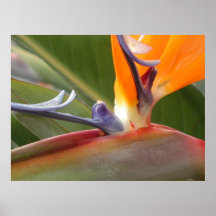 Poster, pássaro da flor do paraíso # 55