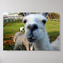 Poster pateta do lama