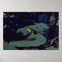 Poster/rã-gigante
