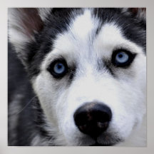 Poster ronco Eyed azul