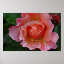 Poster - rosa do rosa