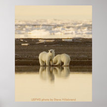 Poster/ursos polares