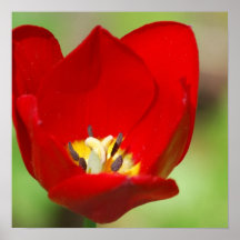 Poster vermelho da tulipa