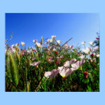 Poster - wildflowers de Califórnia pôsteres