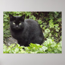Posters de Gatos