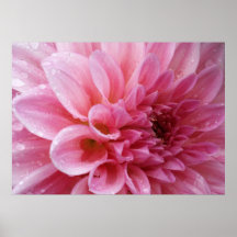 Posters & impressões de Chysanthemum