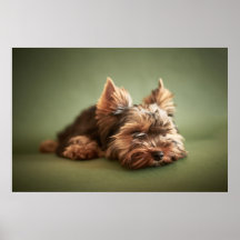 Pouco Yorkie Poster