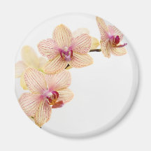 PRAZER DA ORQUÍDEA IMAS DE GELADEIRA