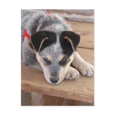 Prejuízo do filhote de cachorro cartao postal por Killlashandra