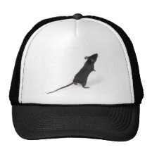 preto-rato bonés