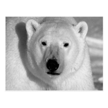 Preto & urso polar do Whit Cartoes Postais