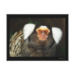 Primata do macaco do marmoset do macaco impressão de canvas esticada