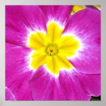 Prímula magenta posters