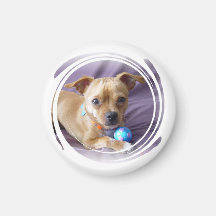 Produtos da chihuahua ima
