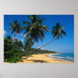 Puerto Rico, Isla Verde, árvores de palma Posters