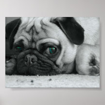 Pug "Breena " Poster