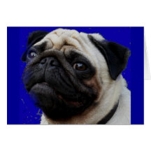 Pug---Presentes--Cara adorável Cartoes